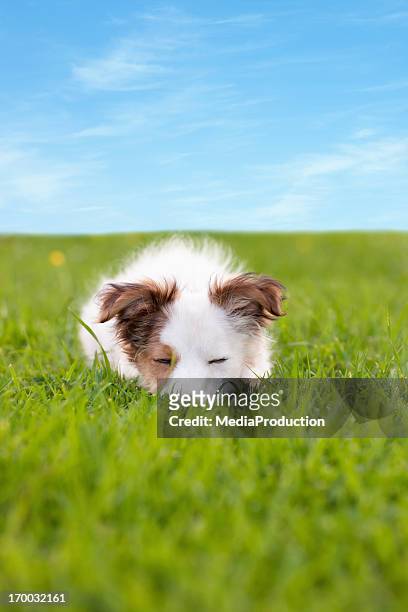 sleeping dog - prairie dog 個照片及圖片檔