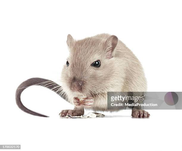 ratón de comer - gerbo fotografías e imágenes de stock
