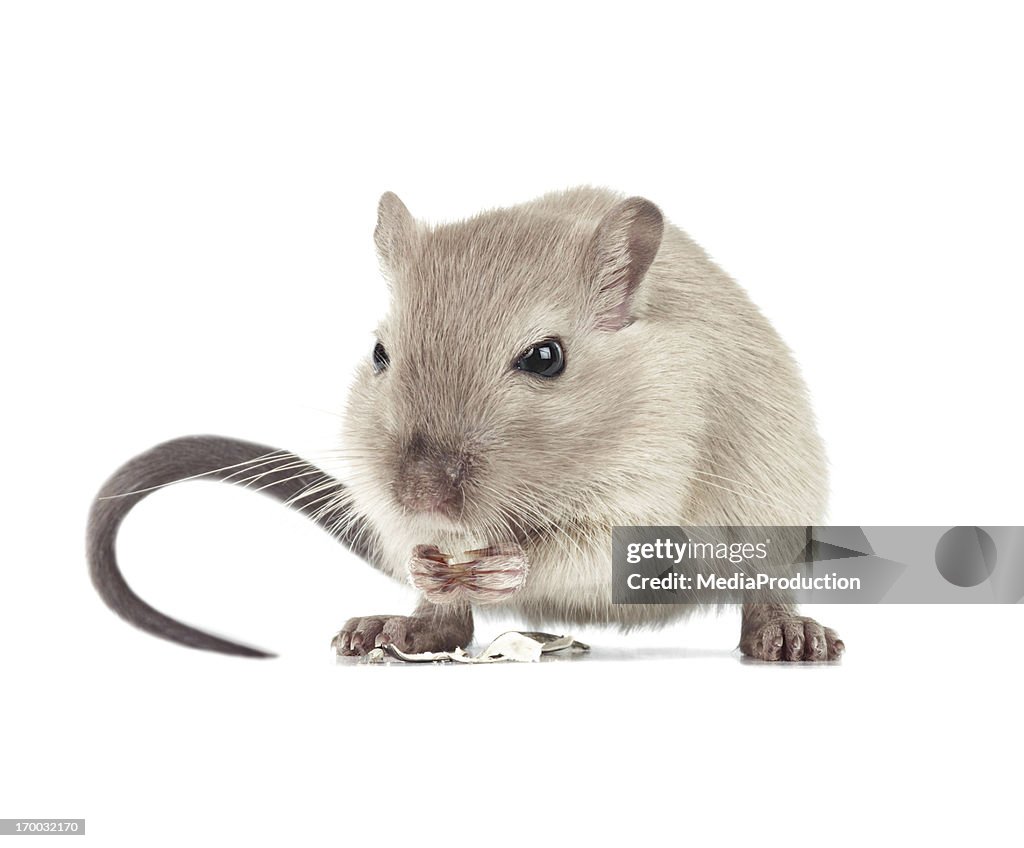 Mouse eating