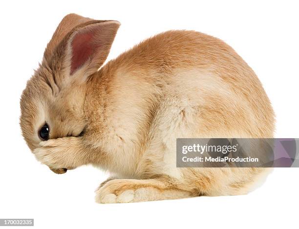 rabbit covering her mouth - bunnies stockfoto's en -beelden