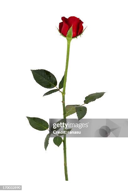 single red rose - thorn stockfoto's en -beelden