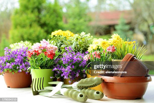 flowers in the garden - dianthus stock pictures, royalty-free photos & images