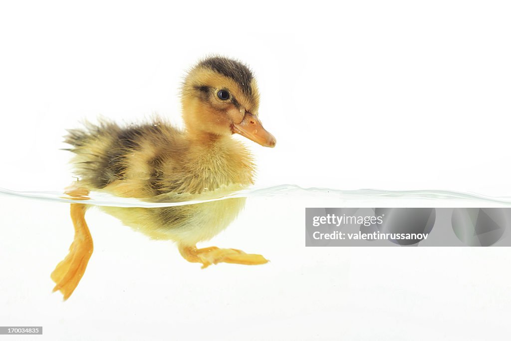 Duckling floating on water