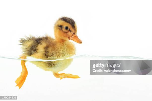 duckling floating on water - ducklings bildbanksfoton och bilder