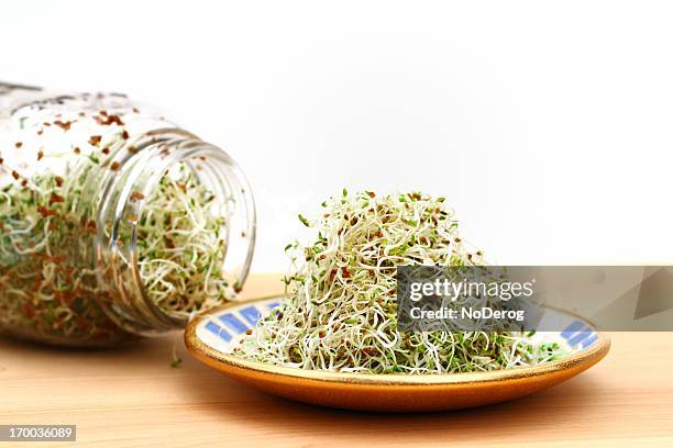 alfalfa sprouts on plate and in jar - seedling bildbanksfoton och bilder