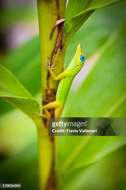 anole lizard - st vincent stock pictures, royalty-free photos & images