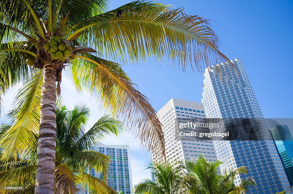 Palm tree with office buildings in Miami, FL