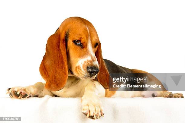 bassett hound studio portrait isolated on white - basset hound stockfoto's en -beelden