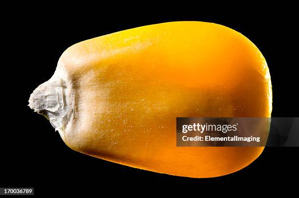 macro image of a single corn grano aislado en negro - maize fotografías e imágenes de stock