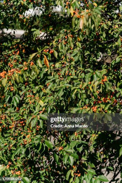 with shot of a bush with orange berries during fall. - buckthorn stock pictures, royalty-free photos & images