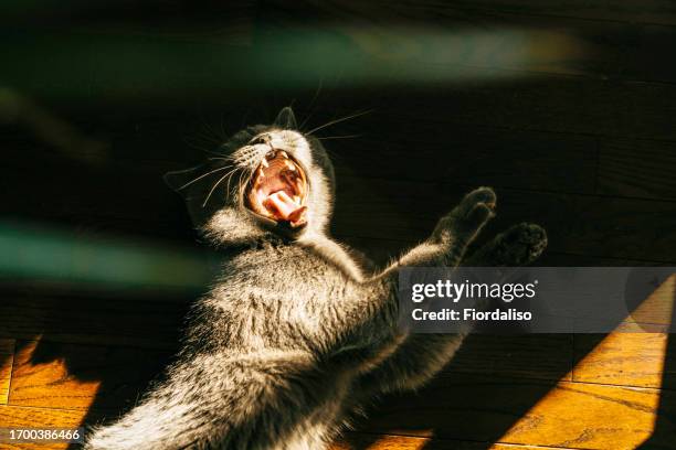 fluffy gray cat lying on a wooden red parquet floor in the rays of the sun. domestic purebred animal. british cat castrated, sterilized. cozy home - meowing stock pictures, royalty-free photos & images