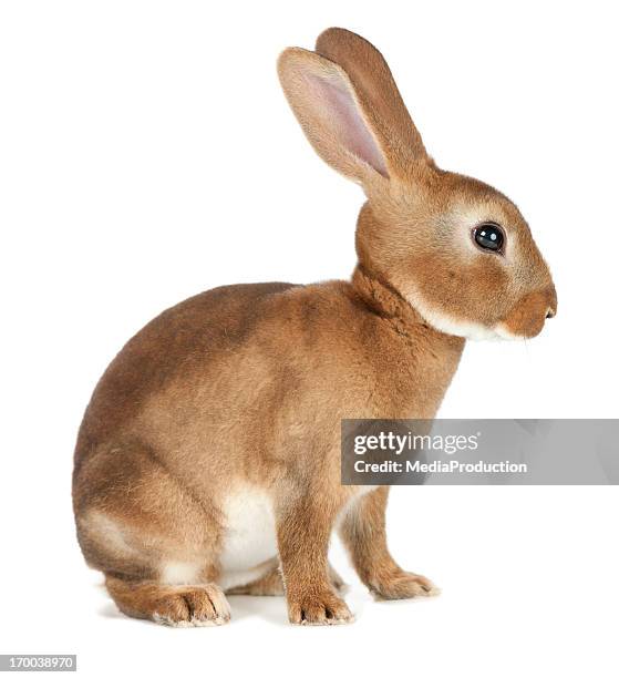 rabbit - bunny ears stockfoto's en -beelden