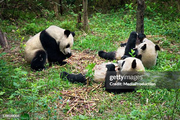 pandas comer - província de sichuan imagens e fotografias de stock