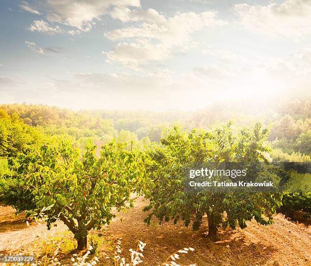 cherry orchard - cultivated land fotografías e imágenes de stock