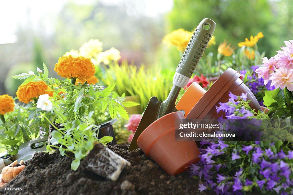 Flowers in the garden
