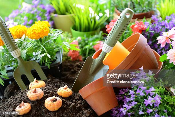 flowers in the garden - gladiolus 個照片及圖片檔
