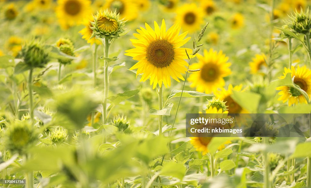 Backlit sunflower field in the summer
