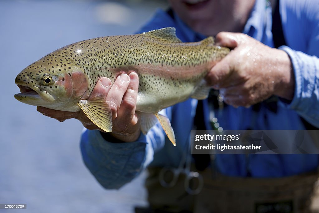 Rainbow Trout