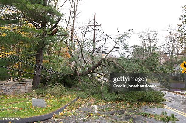 crushed power line caused by fallen tree during hurricane - harde wind stockfoto's en -beelden