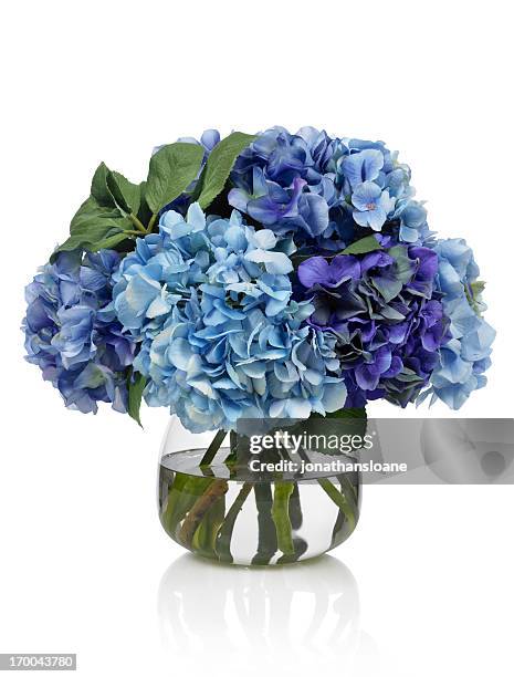 blue hortensie strauß auf weißem hintergrund. - blumenstrauß stock-fotos und bilder