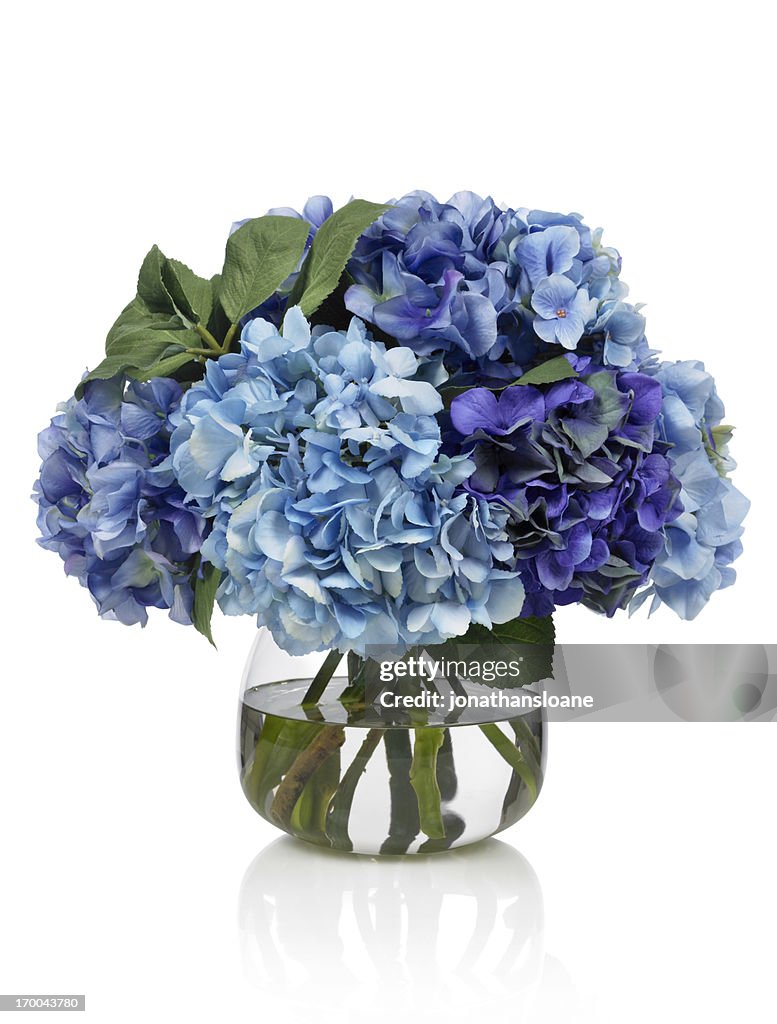 Blue hydrangea bouquet on white background