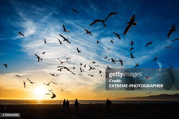 beach at sunset - birds flying stock pictures, royalty-free photos & images