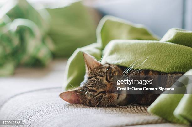 slepping kitty - green sofa stock pictures, royalty-free photos & images