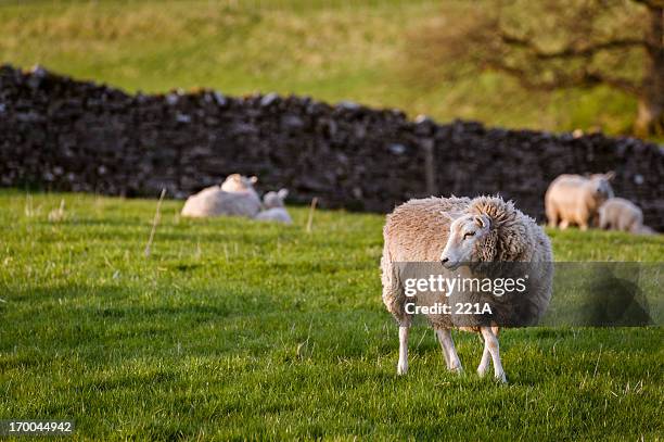 english lake district: sheep in evening spring sunlight - stone wall stock pictures, royalty-free photos & images