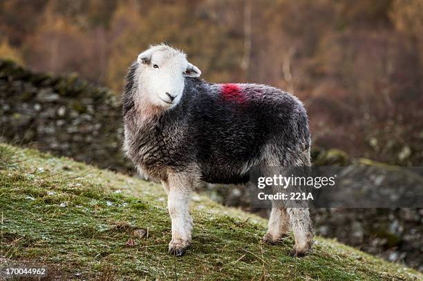 english lake district: herdwick sheep - herdwick sheep stockfoto's en -beelden