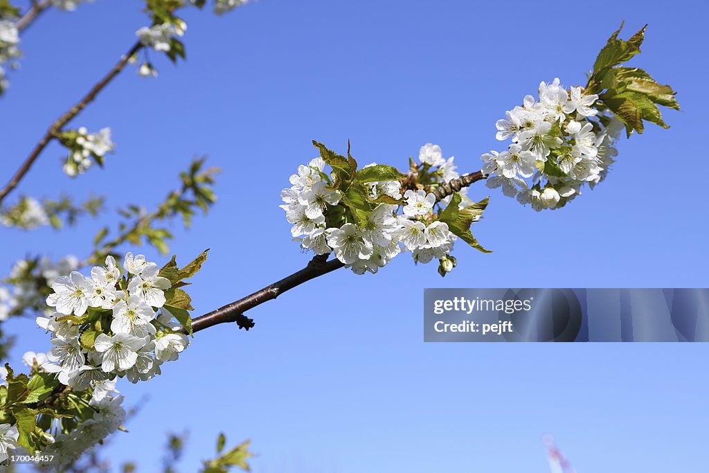 White cherry blossom flowers at spring time