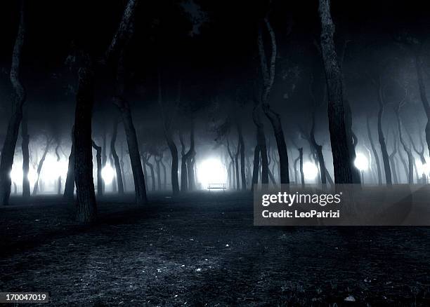 niebla de pinos, en la - dark forest fotografías e imágenes de stock