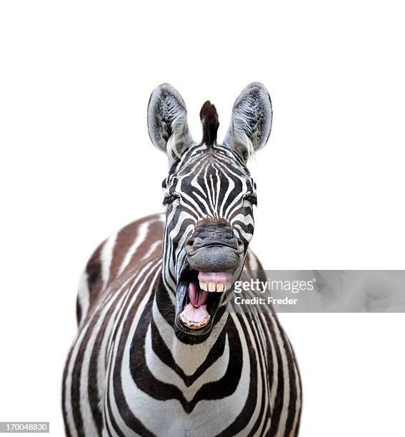 riendo cebra - animal teeth fotografías e imágenes de stock