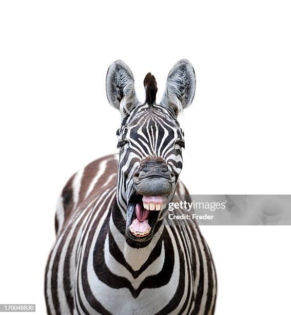 fotos e imágenes de Zebra - Getty Images fotos e imágenes de Zebra - Getty Images