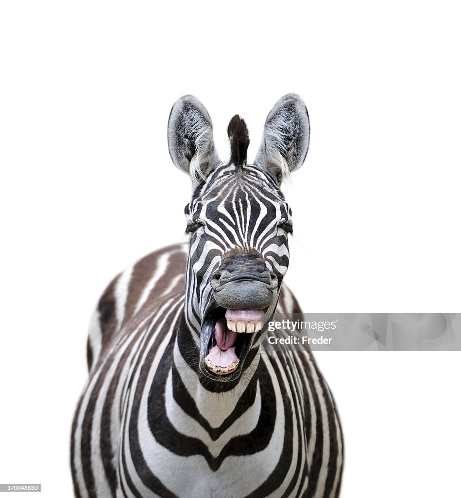 Rindo zebra