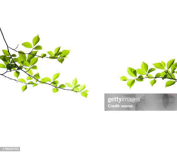 fresh spring leaves on white - tree branch stock pictures, royalty-free photos & images