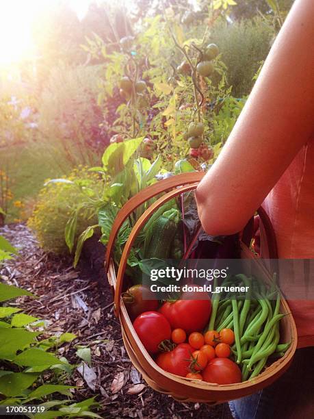 woman harvesting tomatoes, beans and other vegetables from the garden - trug stock pictures, royalty-free photos & images