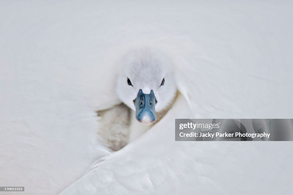 A single mute swan cygnet