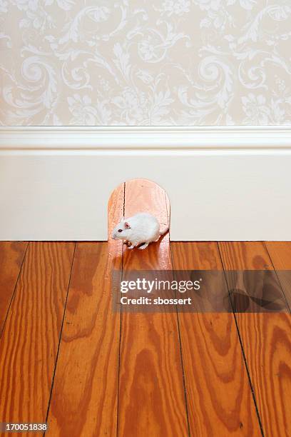 mouse hole - mouse hole stock pictures, royalty-free photos & images
