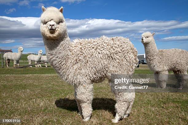 alpacas on a farm, scotland - alpaca stockfoto's en -beelden