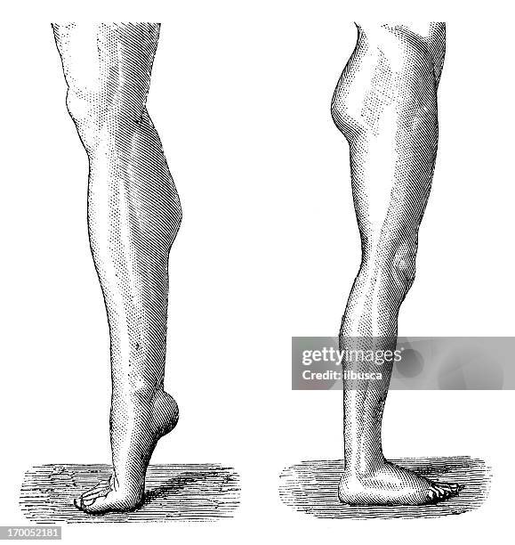 illustrations, cliparts, dessins animés et icônes de antique scientifique médicale illustrations haute résolution: des jambes - jambe