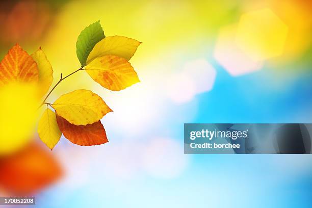 autumn leaves - season 2012 stock pictures, royalty-free photos & images