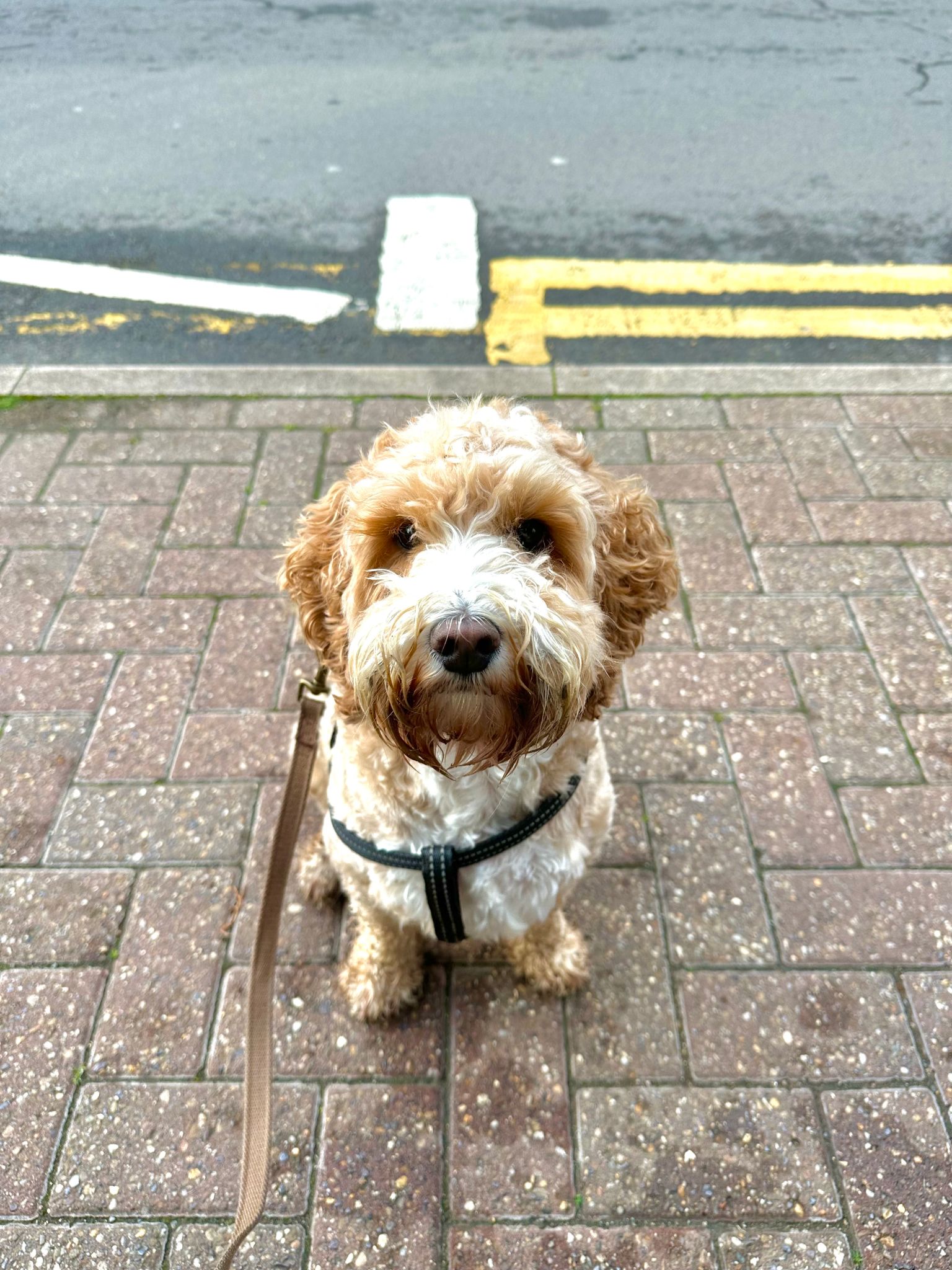 Patient Cockapoo On The Pavement Patient Cockapoo On The Pavement