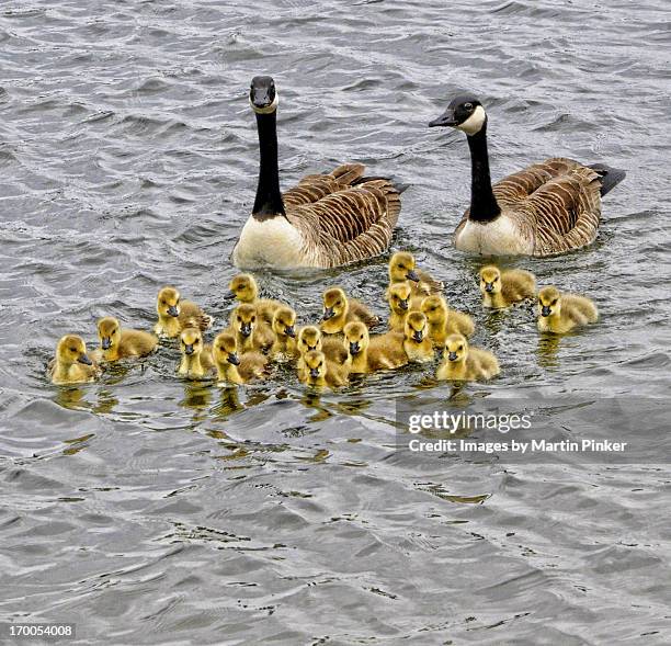Goslings Photos and Premium High Res Pictures Getty Images