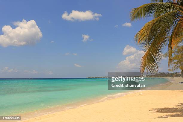 caribbean: dream beach - puerto rico palm tree stock pictures, royalty-free photos & images