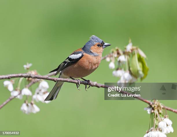 male chaffinch (fringilla coelebs) on twig with plum blossom - chaffinch stockfoto's en -beelden