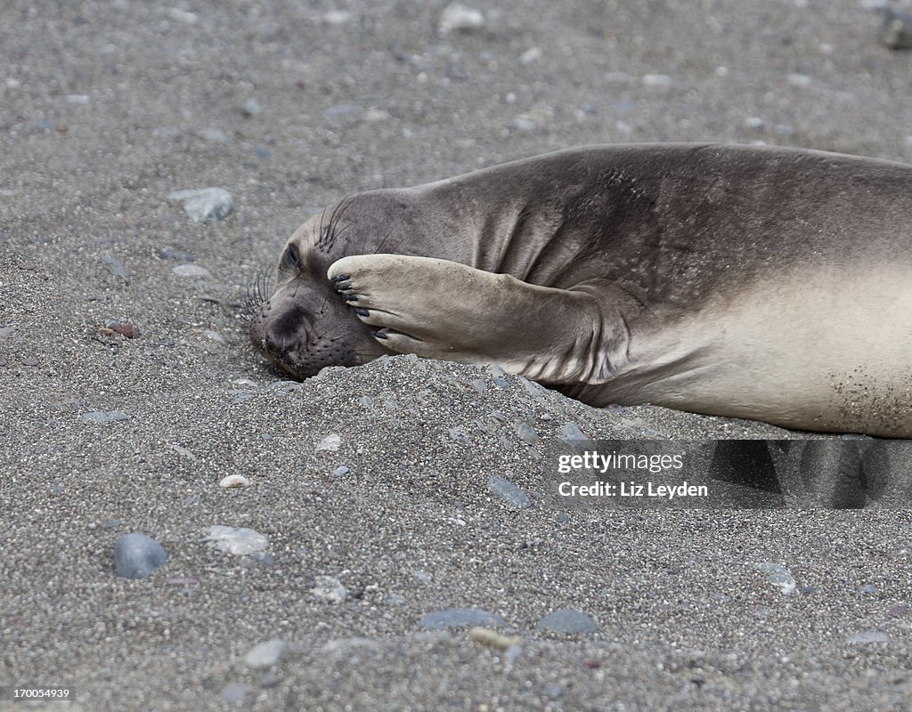Northern Elephant Seal weaner hiding one eye