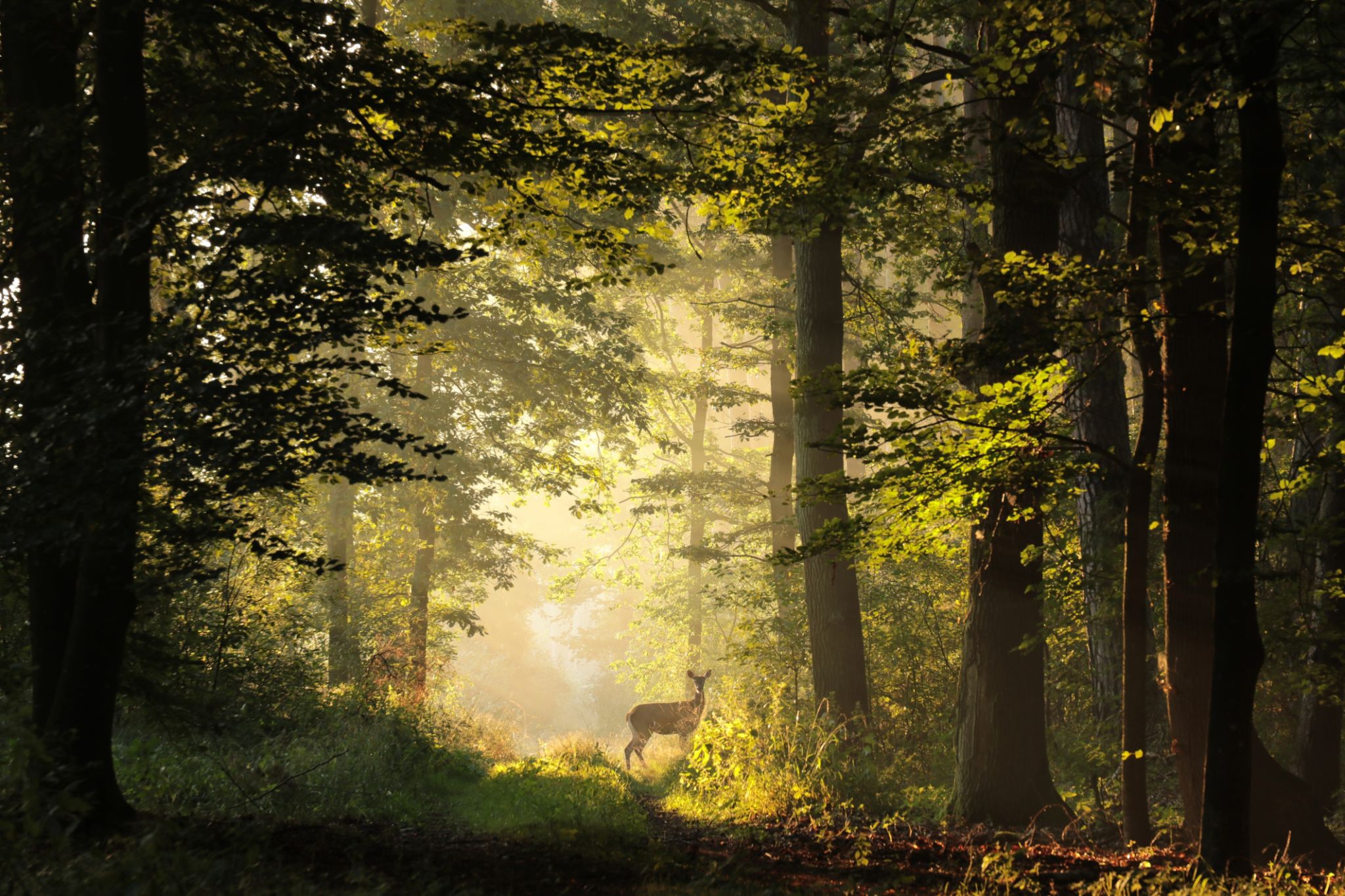 Forest path during sunrise Forest path during sunrise