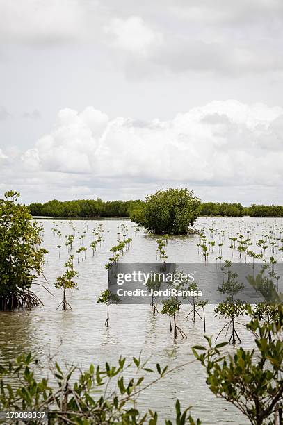 replantation de mangroves - tree farm imagens e fotografias de stock