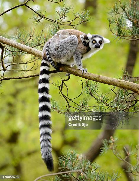 ring-tailed lemur - lemur stockfoto's en -beelden