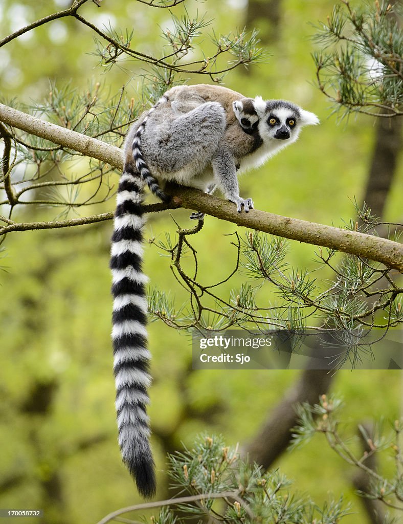 Ring-Tailed Lemur
